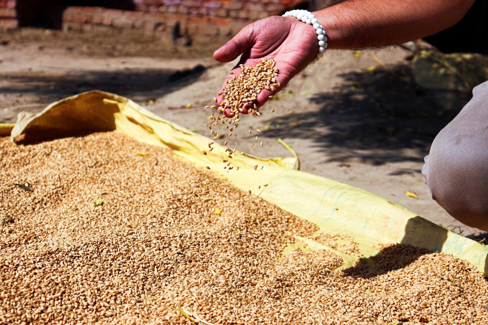 Grain being checked by hand