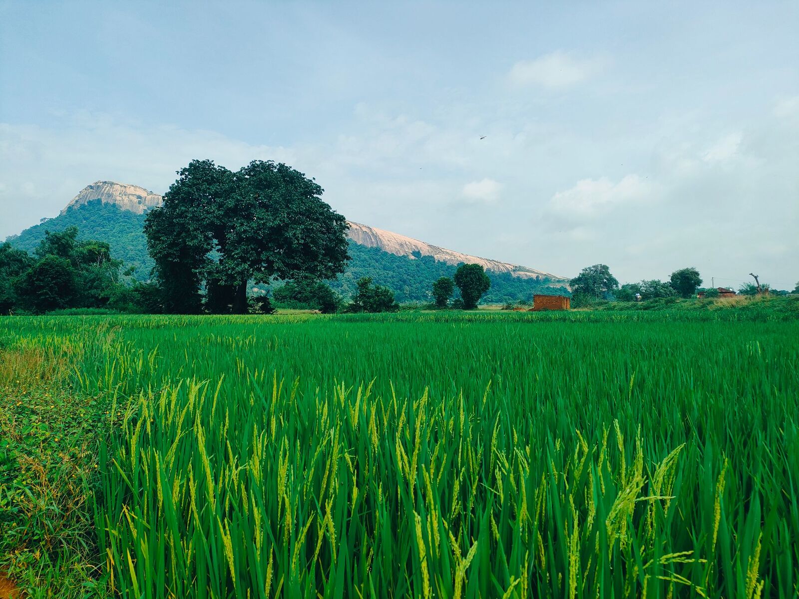 Green paddy field at origin